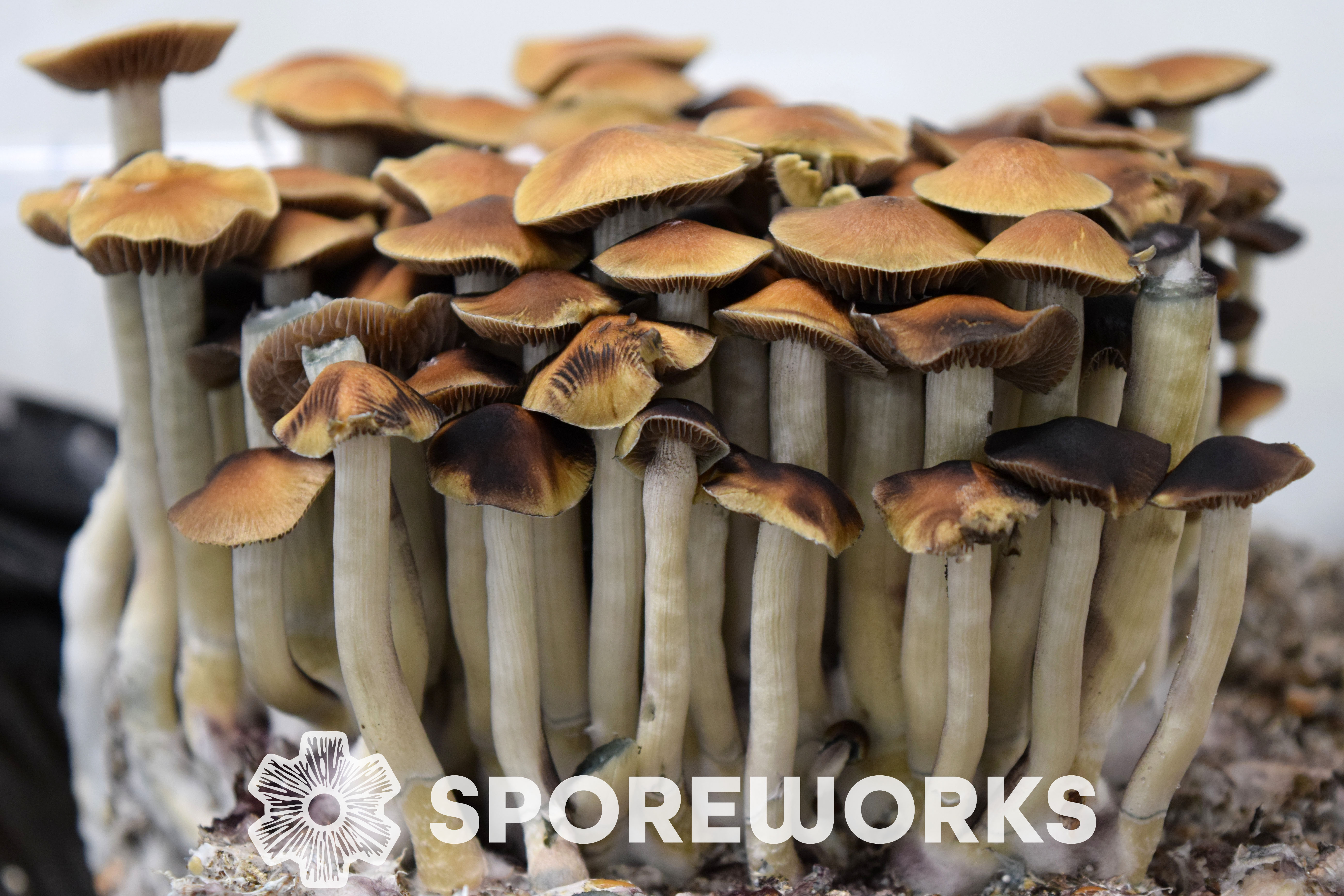 mushroom　0421 Sporeworks.com